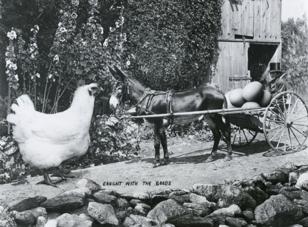 aetherconcept-poule