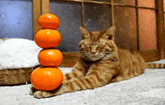 aetherconcept-cat-zen-orange